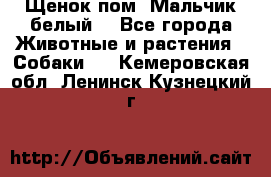 Щенок пом. Мальчик белый  - Все города Животные и растения » Собаки   . Кемеровская обл.,Ленинск-Кузнецкий г.